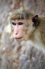 Toque macaque (Macaca sinica) adult