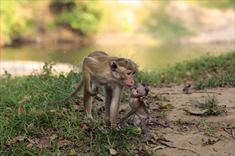 Toque macaque (Macaca sinica)