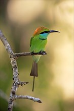 Green bee-eater (Merops orientalis ceylonicus)