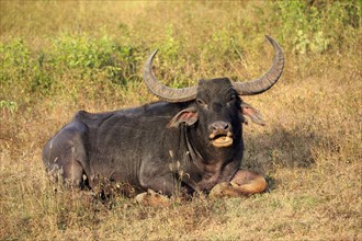 Wild water buffalo (Bubalus arnee)