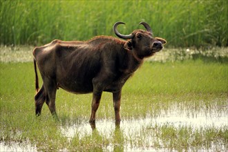 Water buffalo (Bubalis bubalis)