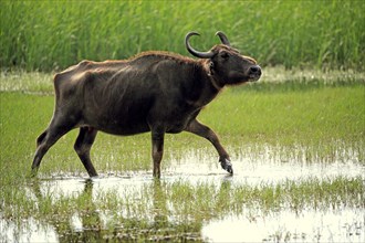 Water buffalo (Bubalis bubalis)