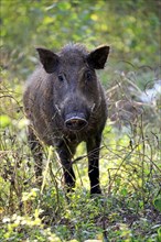 Wild boar (Sus scrofa affinis)