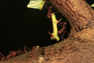 Leafcutter ants (Atta sexdens) carrying thorny stem