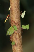 Leafcutter ants (Atta sexdens) transporting cut leaves