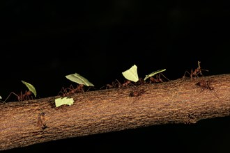Leafcutter ants (Atta sexdens) transporting cut leaves