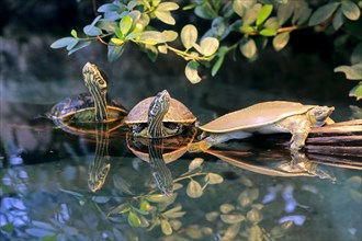 Spiny softshell turtle (Apalone spinifera) and red-eared slider or red-eared terrapin (Trachemys scripta elegans)