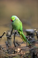 Rose-ringed parakeet or ring-necked parakeet (Psittacula krameri)