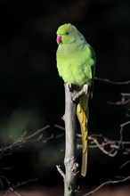 Rose-ringed parakeet or ring-necked parakeet (Psittacula krameri)