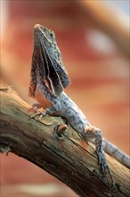 Frilled-neck lizard