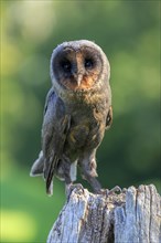 Sao Tome Barn Owl (Tyto thomensis)