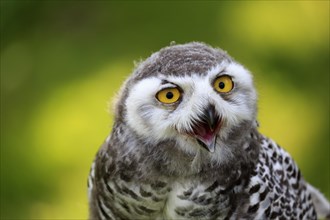 Snowy owl (Bubo scandiacus)