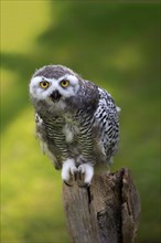Snowy owl (Bubo scandiacus)