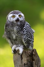 Snowy owl (Bubo scandiacus)