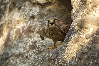 Common kestrel (Falco tinnunculus)