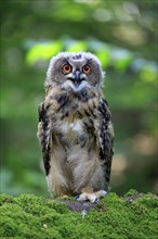 Eurasian eagle-owl (Bubo bubo)