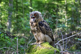 Eurasian eagle-owl (Bubo bubo)