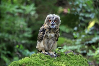 Eurasian eagle-owl (Bubo bubo)