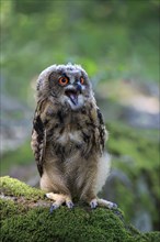 Eurasian eagle-owl (Bubo bubo)