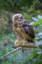 Eurasian eagle-owl (Bubo bubo)
