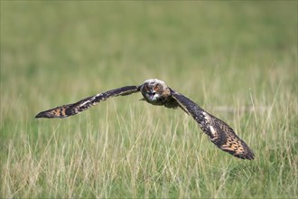 Eurasian eagle-owl (Bubo bubo) adult