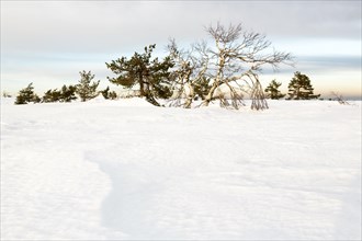 Snow on the Hornisgrinde