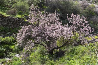 Blossoming almond tree (Prunus dulcis)