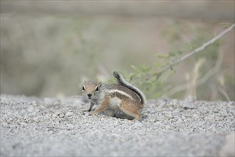 Harris's antelope squirrel (Ammospermophilus harrisii) in Red Rock Canyon