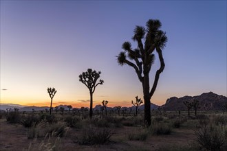 Joshua trees (Yucca brevifolia) at sunset