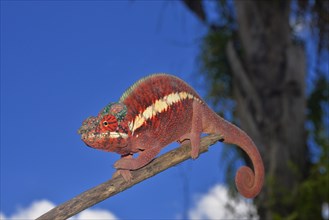 Male panther chameleon (Furcifer pardalis)