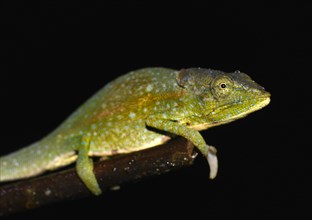 Male chameleon (Calumma glawi)