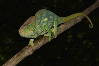 Parson's chameleon (Calumma parson)