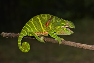 Female chameleon (Furcifer timoni)