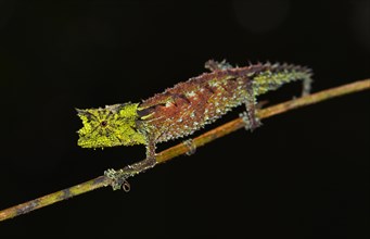 Male leaf chameleon (Brookesia vadoni)