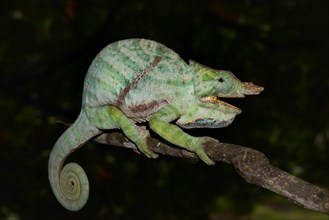 Two-banded Chameleon (Furcifer balteatus)