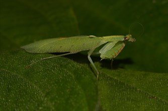 Mantis species (Platycalymma viettei)
