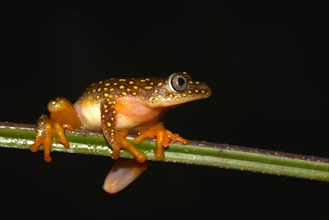 Whitebelly Reed Frog (Heterixalus alboguttatus)