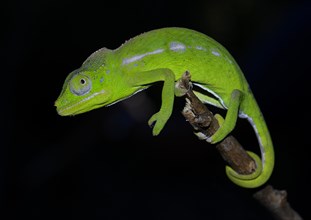 A female of the rarest chameleon species in the world