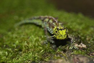 Iaraka River Leaf Chameleon (Brookesia vadoni)