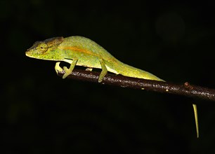 Chameleon (Calumma glawi)