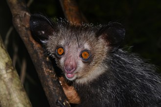 Aye-aye (Daubentonia madagascariensis) in the rainforests of Masoala