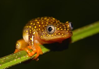 Whitebelly Reed Frog (Heterixalus alboguttatus)