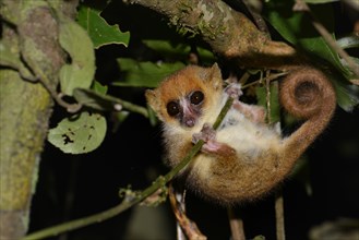 Mouse Lemur (Microcebus ssp.) in the rain forests of Andasibe