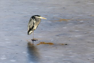 Grey heron (Ardea cinerea) on frozen lake