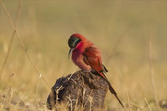 Southern Carmine Bee-Eater (Merops nubicoides)