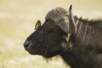Cape Buffalo (Syncerus caffer caffer)