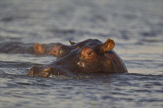 Hippopotamus (Hippopotamus amphibius) in the water in the water