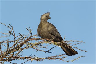 Grey Lourie or Grey Go-Away-Bird (Corythaixoides concolor)