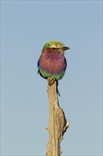 Lilac-breasted Roller (Coracias caudata)
