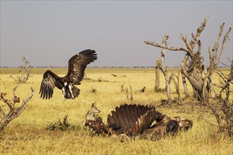 Black-backed Jackal (Canis mesomelas) and Hooded Vulture (Necrosyrtes monachus) at the carcass of a Cape Buffalo (Syncerus caffer caffer)